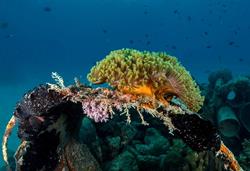 Gan Island Dive Centre - Maldives. Anemone.